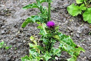 silybum marianum (1200 x 800).jpg_product